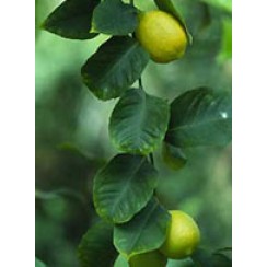 MSA CITRUS LIMONUM 50 ML