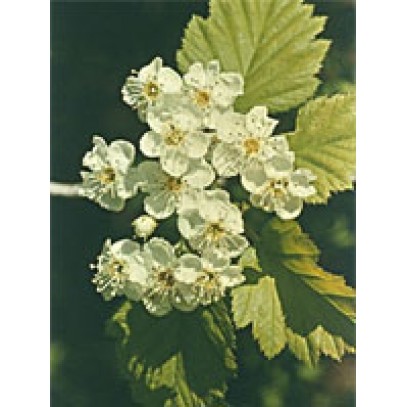 MSA CRATAEGUS OXYACA 50 ML