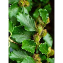 MSA FAGUS SYLVATICA 50 ML