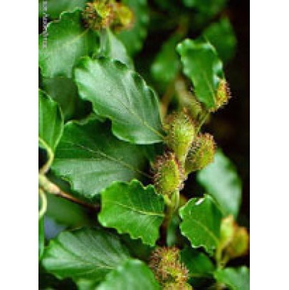 MSA FAGUS SYLVATICA 50 ML