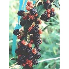 MSA RUBUS FRUCTICOSU 50 ML