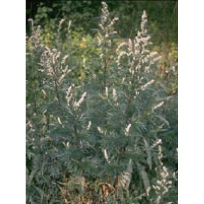TSA ARTEMISIA VULGARIS 50 ML TSA ARTEMISIA VULGARIS 50 ML