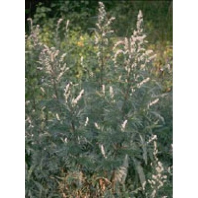 TSA ARTEMISIA VULGARIS 50 ML