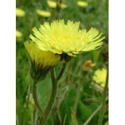 TSA HIERACIUM PILOSELLA 50 ML