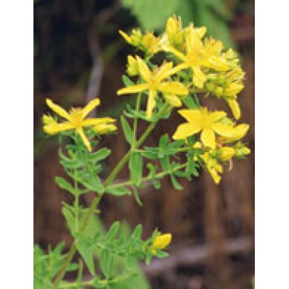 TSA HIPERICUM PERFORATUM 50 ML TSA HIPERICUM PERFORATUM 50 ML