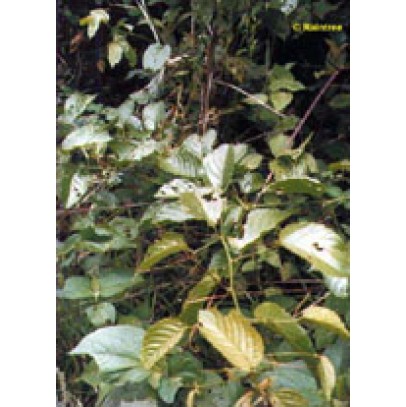 TSA UNCARIA TOMENTOSA 50 ML TSA UNCARIA TOMENTOSA 50 ML