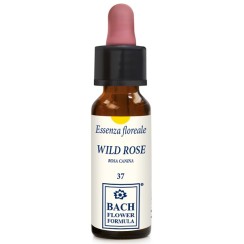 WILD ROSE ORIGINAL 10ML GTT