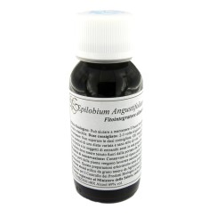 LVS 82C EPILOBIUM ANGUSTIFOLIUM COMPOSITUM